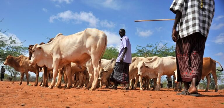 Pastoralism & Pastoral Issues and capacity building