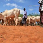 Wajir-livestock-market